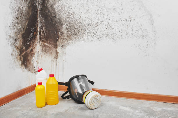 Mold Testing and Removal in Terrell, TX