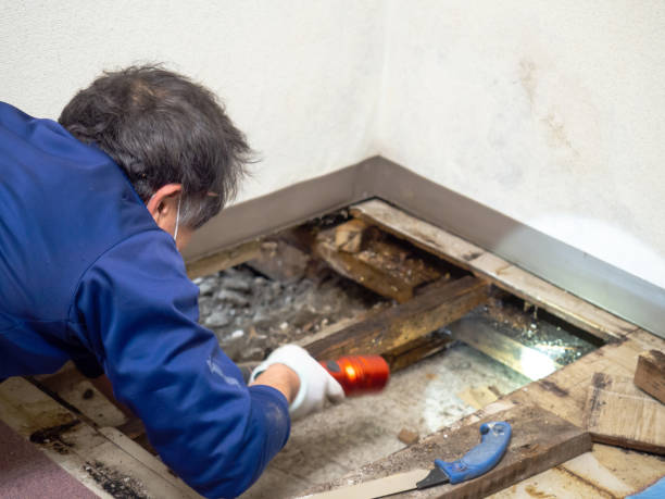 Best Mold Removal Near Me  in Terrell, TX
