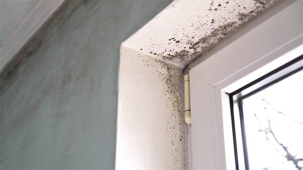 Best Commercial Mold Removal  in Terrell, TX