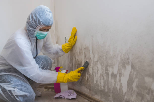 Best Same-Day Mold Removal  in Terrell, TX