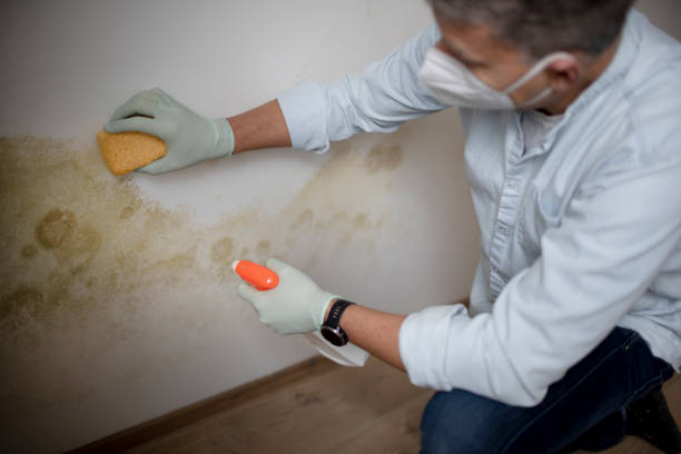 Best Attic Mold Removal  in Terrell, TX