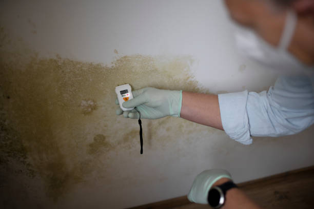 Best Black Mold Removal  in Terrell, TX