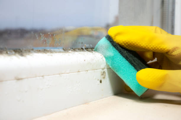 Terrell, TX Mold Removal Company