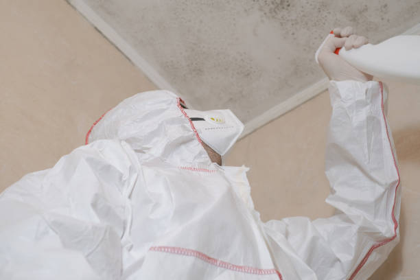 Best Affordable Mold Removal  in Terrell, TX