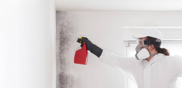 Best Fast Mold Removal  in Terrell, TX
