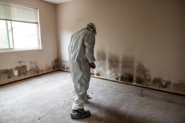 Best Local Mold Removal Service  in Terrell, TX