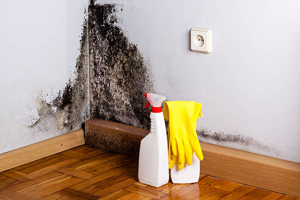 Attic Mold Removal in Terrell, TX