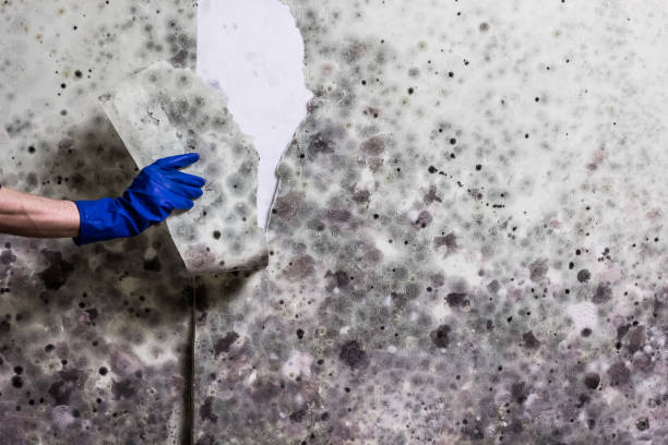 Best Best Mold Removal Companies  in Terrell, TX