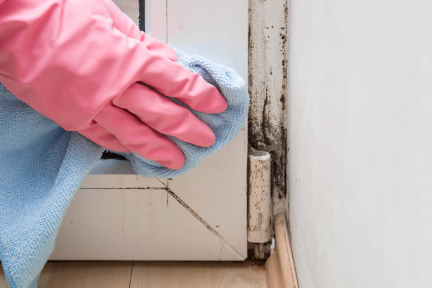 Best Mold Remediation  in Terrell, TX