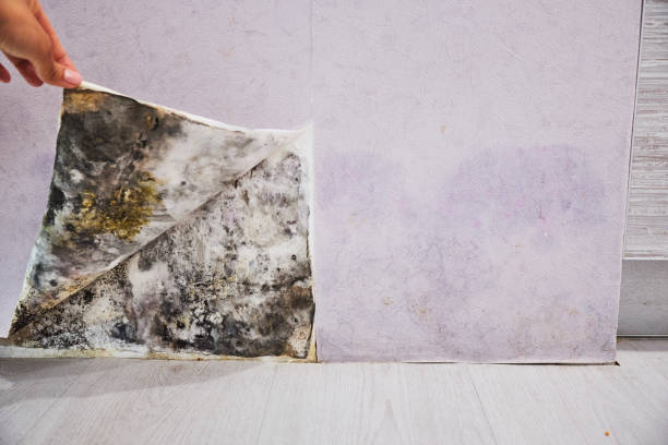 Best Mold Testing  in Terrell, TX